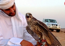 Playing with Iranian raptors, popular entertainment of Arab Sheikhs