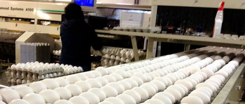 6,200 tons of eggs exported in 3 months
