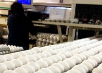 6,200 tons of eggs exported in 3 months