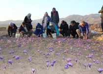 Iran taking tourists on tours of Saffron harvest