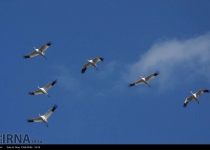 Photos: Migratory birds in southwestern Iran  <img src="https://cdn.theiranproject.com/images/picture_icon.png" width="16" height="16" border="0" align="top">