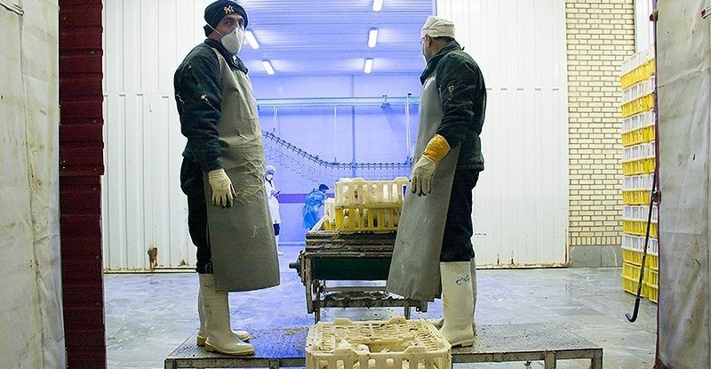 Iranian health official rejects rumors about bird flu deaths