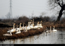 Sorkhrud Wetland, a refuge for migratory birds