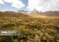 Photos: Upside-down tulips  <img src="https://cdn.theiranproject.com/images/picture_icon.png" width="16" height="16" border="0" align="top">