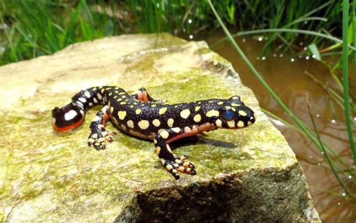 Azerbaijan newts spotted in NW Iran for first time