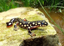 Azerbaijan newts spotted in NW Iran for first time