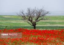 Photos: Poppy flower plains  <img src="https://cdn.theiranproject.com/images/picture_icon.png" width="16" height="16" border="0" align="top">