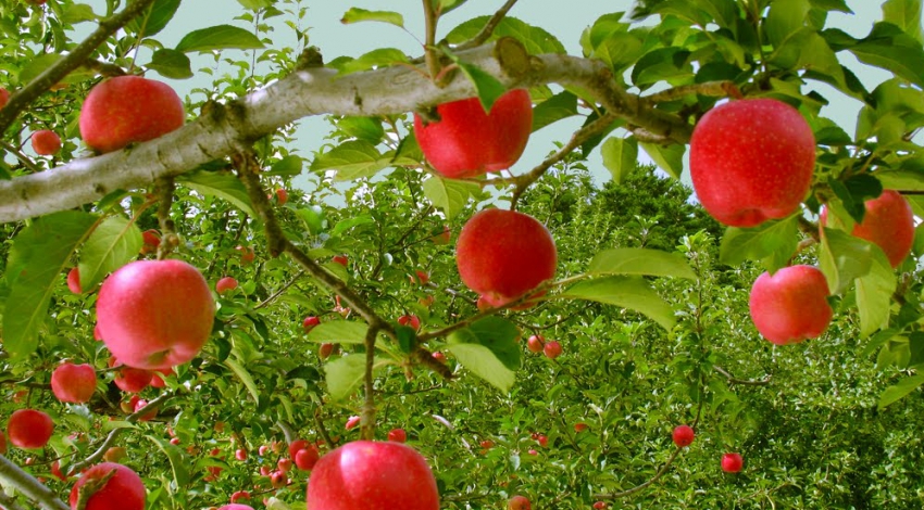 Iran apple exports double