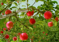 Iran apple exports double