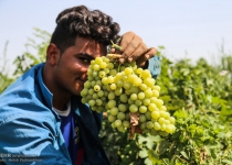 Photos: Grape harvest in Khuzestan  <img src="https://cdn.theiranproject.com/images/picture_icon.png" width="16" height="16" border="0" align="top">