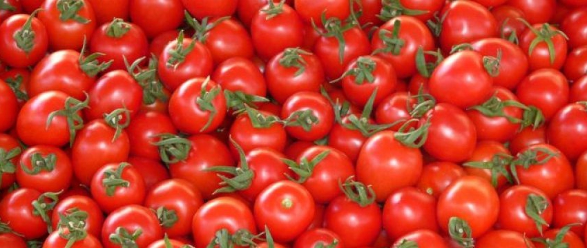 Over 210K tons of tomatoes exported in 3 months