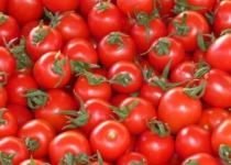 Over 210K tons of tomatoes exported in 3 months