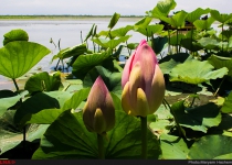 Photos: Anzali Lagoon  <img src="https://cdn.theiranproject.com/images/picture_icon.png" width="16" height="16" border="0" align="top">