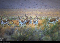 Photos: Endangered Persian onager (Zebra)  <img src="https://cdn.theiranproject.com/images/picture_icon.png" width="16" height="16" border="0" align="top">
