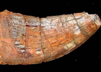 What happened to Iranian Dinosaur tooth fossil in Brazil?