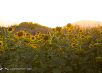 Photos: Sunflower farms of Kurdistan  <img src="https://cdn.theiranproject.com/images/picture_icon.png" width="16" height="16" border="0" align="top">