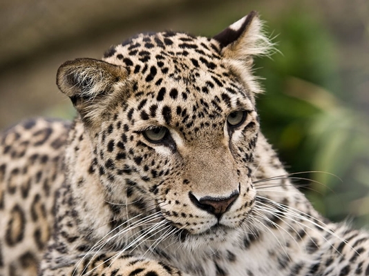 Persian Leopard Borzou migrates to Turkmenistan