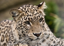 Persian Leopard Borzou migrates to Turkmenistan