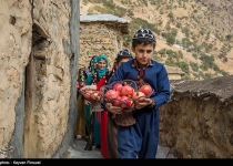 Photos: first Pomegranate festival in Kurdistan  <img src="https://cdn.theiranproject.com/images/picture_icon.png" width="16" height="16" border="0" align="top">