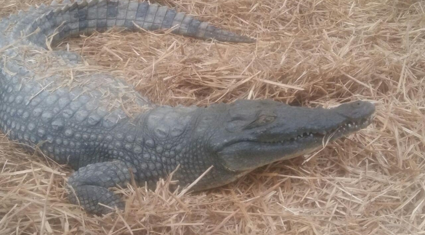 Smuggled crocodile discovered in Iranian province