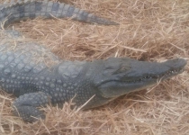 Smuggled crocodile discovered in Iranian province