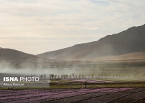 Photos: Harvesting saffron in Torbat-e Heydarieh  <img src="https://cdn.theiranproject.com/images/picture_icon.png" width="16" height="16" border="0" align="top">