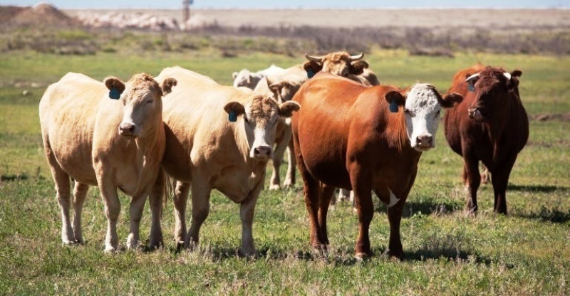 Iran to import livestock from Kazakhstan