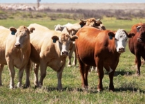 Iran to import livestock from Kazakhstan