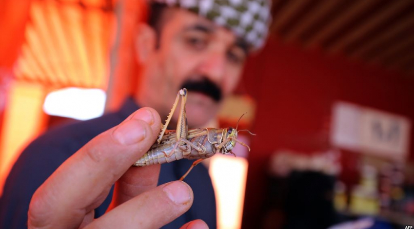 Locusts hit Iran