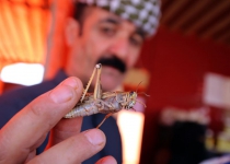 Locusts hit Iran