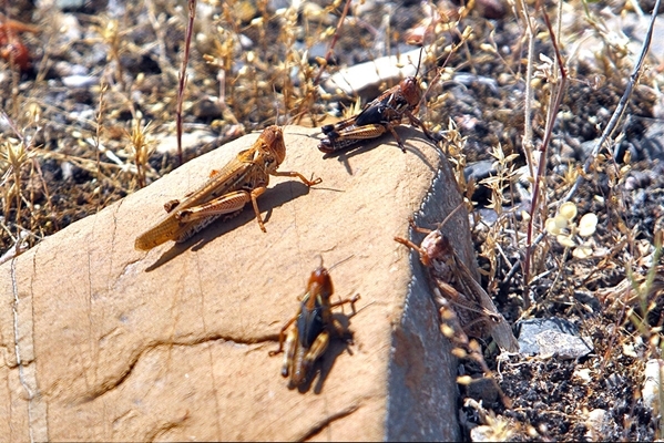 FAO to see if Certain States led locust attack on Iran