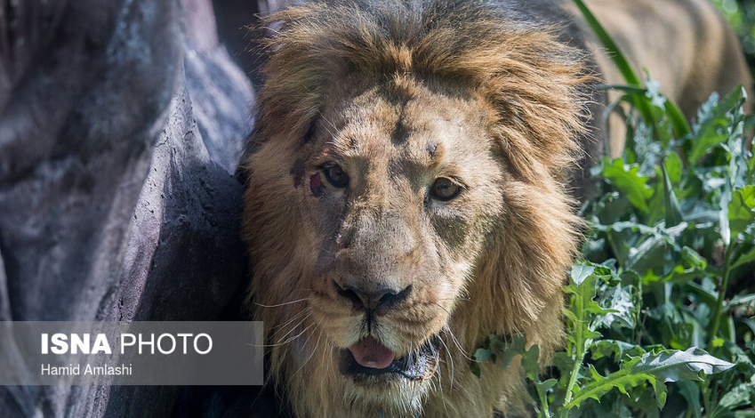 Will recently returned Persian lion survive threats once pushed it toward extinction?