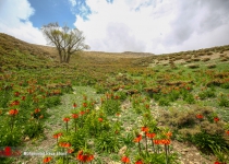 Photos: Reversed tulips field in Khansar  <img src="https://cdn.theiranproject.com/images/picture_icon.png" width="16" height="16" border="0" align="top">