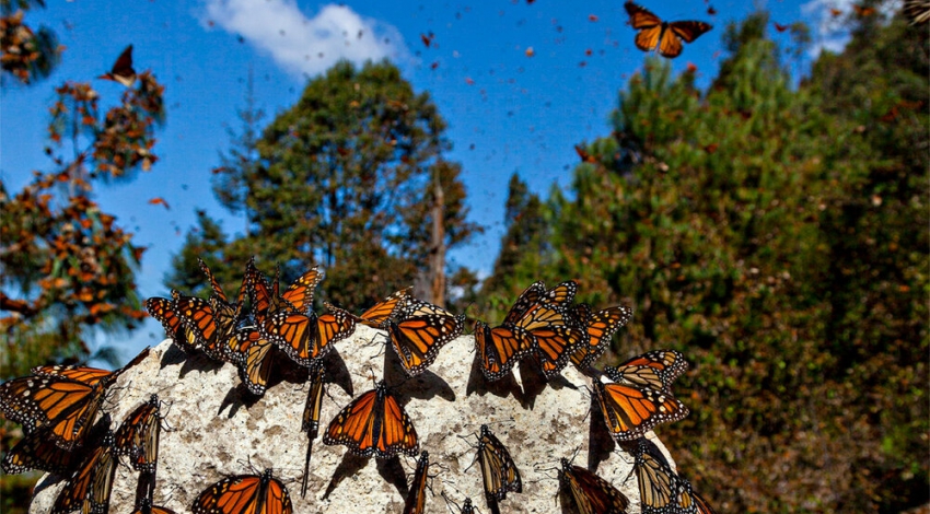 Colorful butterflies flap wings across the capital