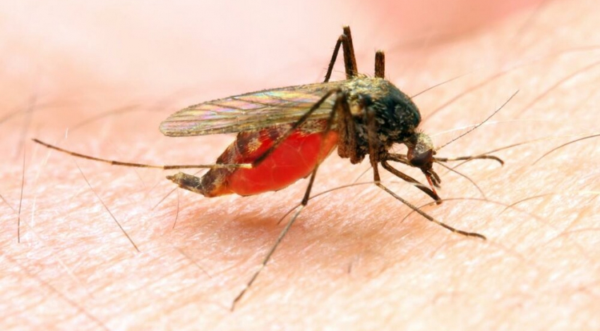 Malaria, still a challenge in Sistan-Baluchestan