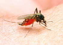 Malaria, still a challenge in Sistan-Baluchestan