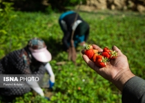 Photos: Strawberry harvest in Kurdestan province  <img src="https://cdn.theiranproject.com/images/picture_icon.png" width="16" height="16" border="0" align="top">