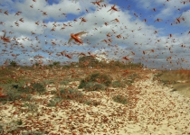 FAO warns of another desert locust breakout in Iran