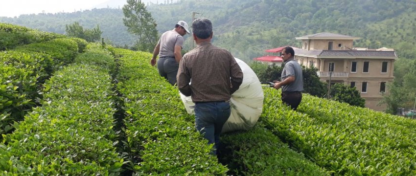 Spring tea harvest: Iran gov