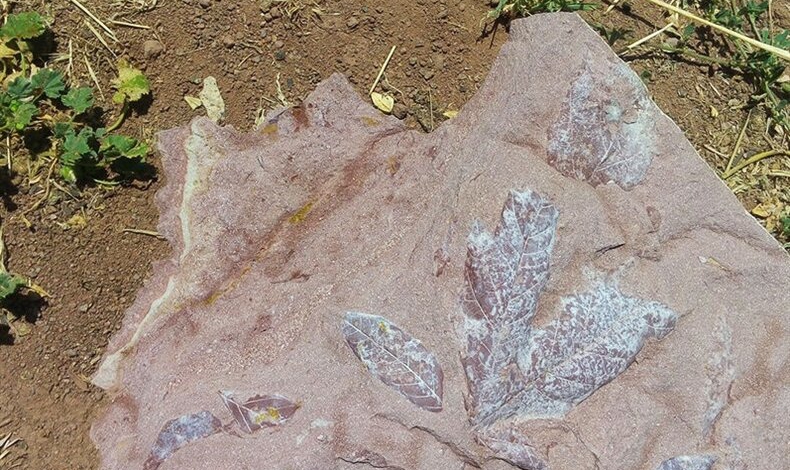 Millennia-old plant fossils discovered in northwest Iran