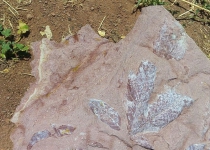 Millennia-old plant fossils discovered in northwest Iran