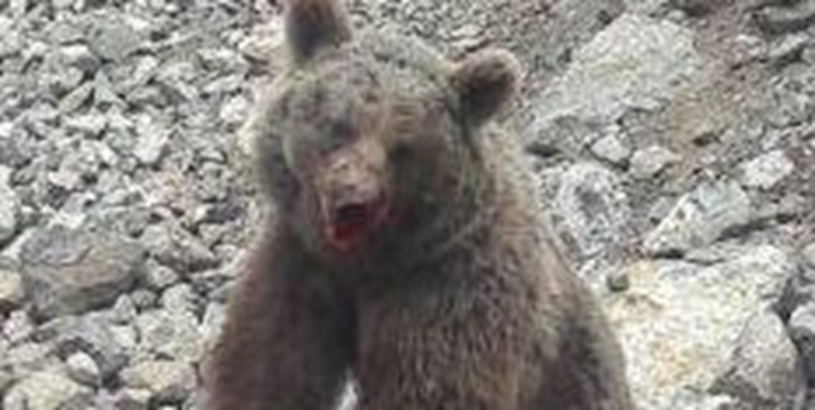 Court summons men who killed bear cub in Mazandaran