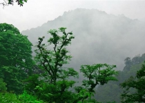 UNESCO votes to place Irans ancient Hyrcanian forests on list of World Heritage Sites