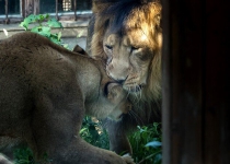 Persian lions at Tehran zoo introduced to live together