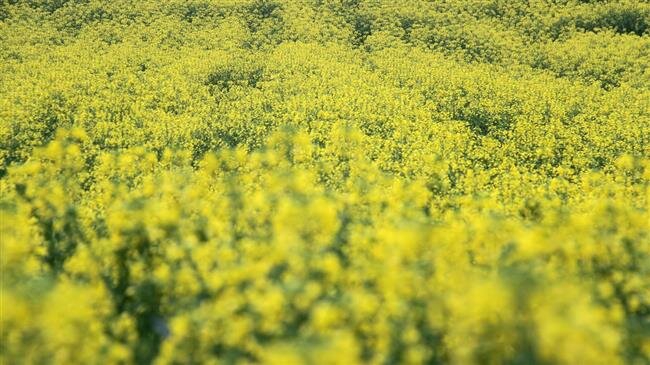 Irans canola production increased by over 10 times: Minister