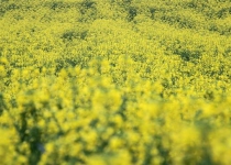 Irans canola production increased by over 10 times: Minister