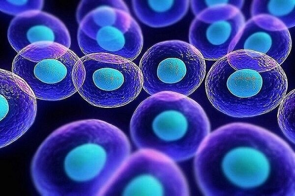 Iran moves up 17 steps in producing science of stem cells in ME region