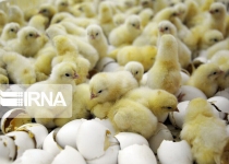 235,000 one-day-old chicks exported from Ardabil to Afghanistan