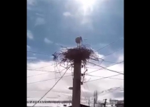 Locals help stork build nest in viral video filmed in Iran
