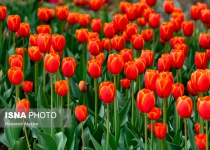 Photos: Tulip flower garden in Karaj void of visitors  <img src="https://cdn.theiranproject.com/images/picture_icon.png" width="16" height="16" border="0" align="top">